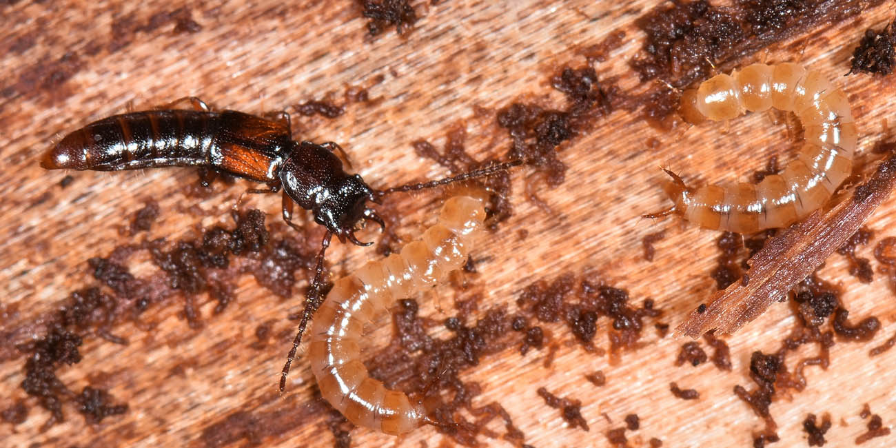 Staphylinidae: Siagonium quadricorne?  S !